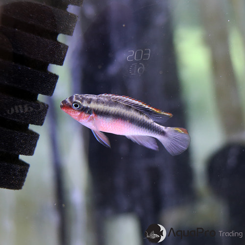 [콩고시클리드] Pelvicachromis pulcher Red 펠비카 크리벤시스 레드