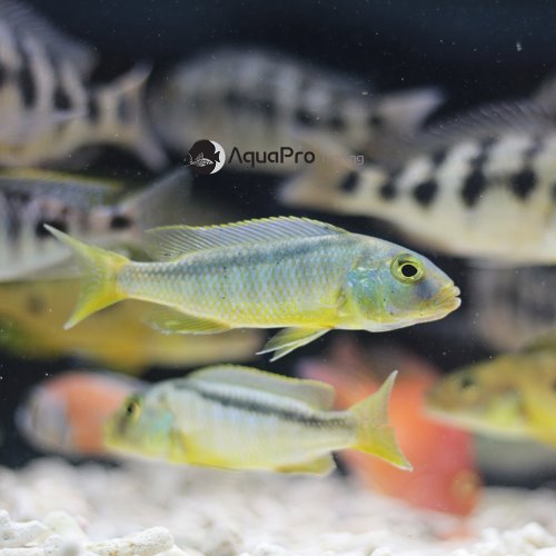[말라위] Buccochromis rhoadesii 부코크로미스 로아데시