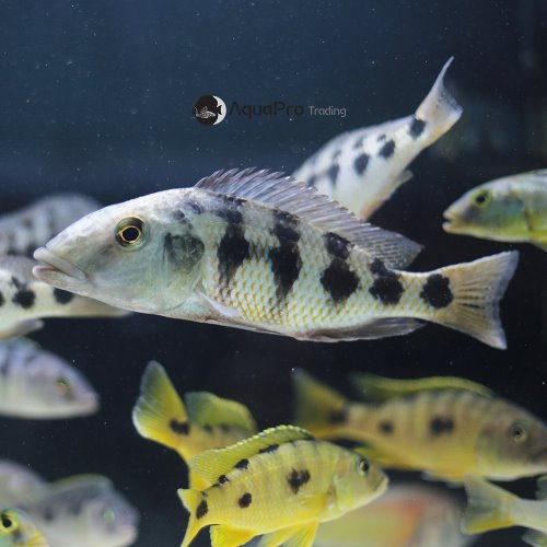 Fossorochromis rostratus Protomelas spilonotus &quot;Tanzania&quot;