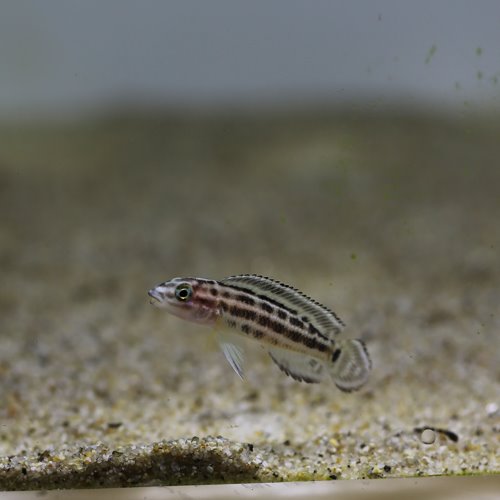 [탕어] Julidochromis regani chisanse 줄리도크로미스 레가니 치산세