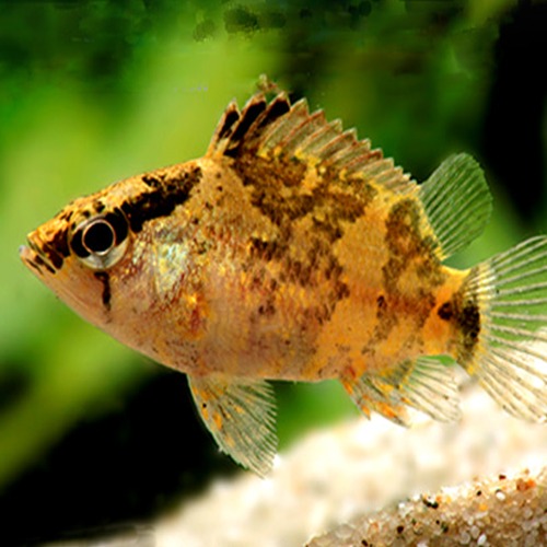 [리프피쉬] Malayan leaf fish 말레이시안 리프 피쉬