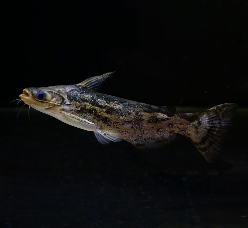 [캣피쉬]Trachelyichthys fisheri 드리프트우드캣