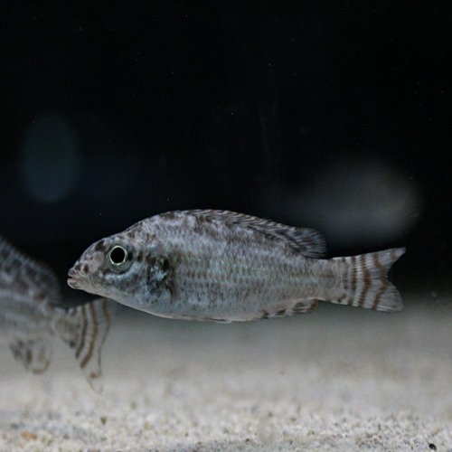 [말라위] Nimbochromis linni 합스 린니