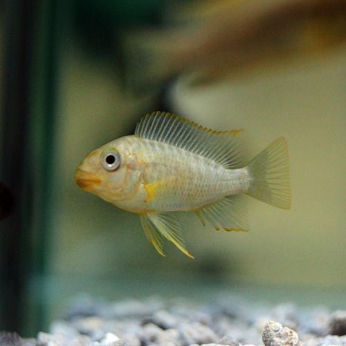 [시클리드] Petrochromis sp. Moshi Yellow 페트로크로미스 모쉬골드