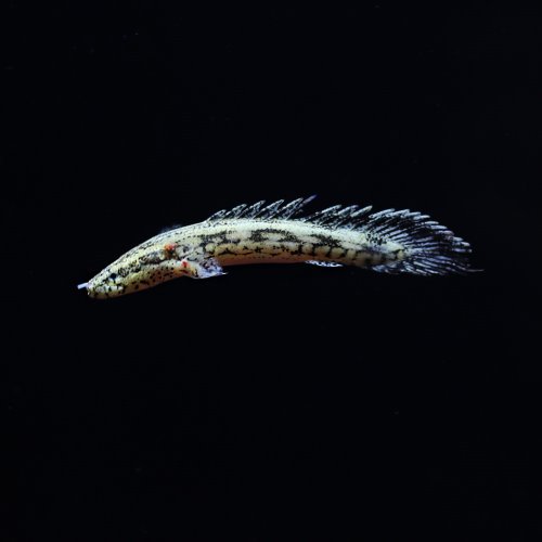 [폴립테루스] Polypterus endlicheri 엔드리케리 5마리 1set