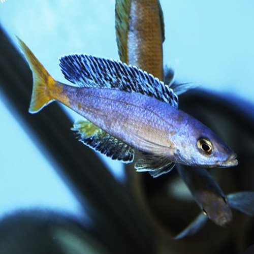 [탕어] Cyprichromis leptosoma speckleback Moba 렙토소마 스펙클백 모바