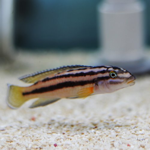 [탕어] Julidochromis regani chisanse 줄리도크로미스 레가니 치산세 1쌍