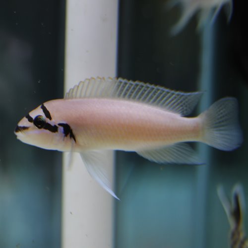 [탕어] Chalinochromis brichardi  찰리노크로미스 브리샤르디