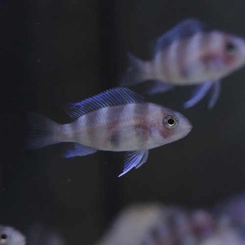 Cyphotilapia frontosa &quot;RED&quot; 프론토사 음핌브웨