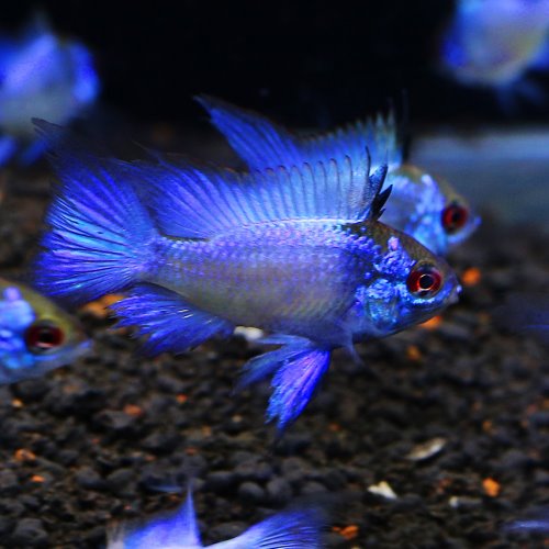 [남미시클리드]Mikrogeophagus ramirezi &quot;Neon Blue&quot; longfin  블루롱핀라미레지
