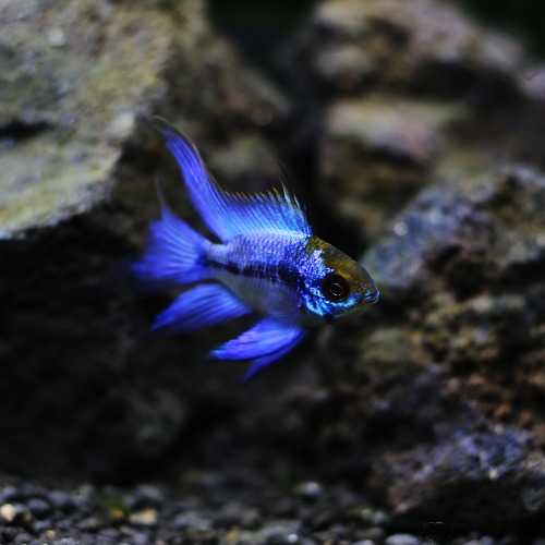 [라미레지]Mikrogeophagus ramirezi &quot;Blue Ball Neon&quot; longfin  블루볼라미레지롱핀