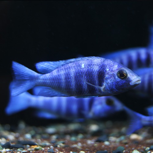 [말라위]Placidochromis phenochilus tanzania 페노칠러스 탄자니아
