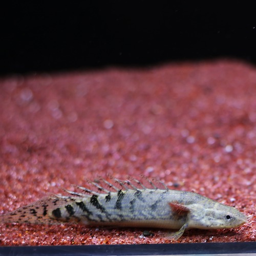 [폴립테루스]﻿Short body Polypterus delhezi 숏바디 데르헤지