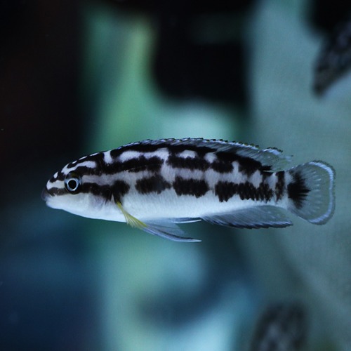 [탕어] Jjulidochromis transcriptus &quot;GOMBI&quot; 줄리 곰비
