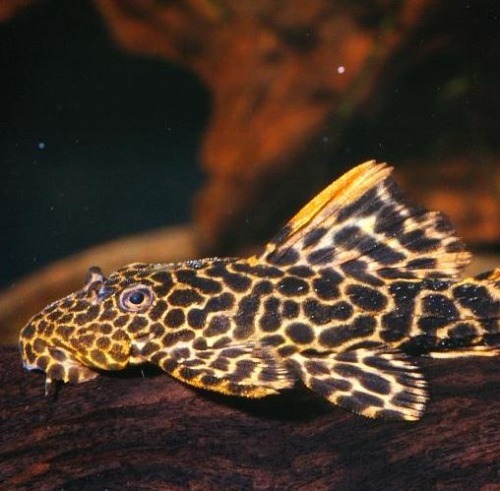 [플레코]L-114 Pseudacanthicus leopard 레오파두스