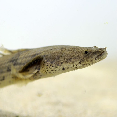 [폴립테루스]Polypterus endlicheri long fin  엔드리케리 롱핀