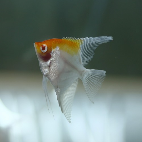 Pterophyllum scalare &quot;Albino red cap angelfish &quot; 알비노 마나카푸르 레드백 엔젤피쉬