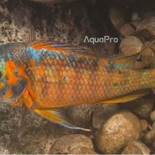 [탕어]Petrochromis kazumbe orange 카쥼바 오렌지