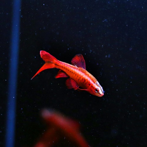[바브] Puntius titteya &quot;super red Long fin&quot; 체리바브 슈퍼레드 롱핀