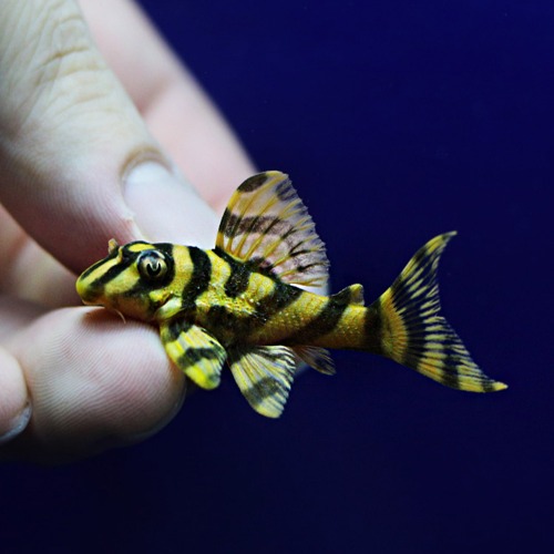 L-213 안시 Hypancistrus sp. yellow king tiger &quot;AAA&quot;