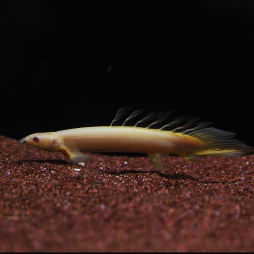 [폴립테루스]Polypterus senegalus &quot;Albino longfin&quot; 알비노세네갈 롱핀 10~12CM