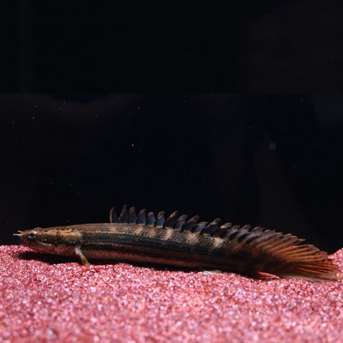[폴립테루스] Polypterus Bichir 카미하타 비키르