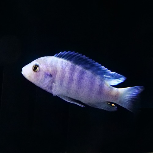 [말라위]Labidochromis chisumulae 치주물루